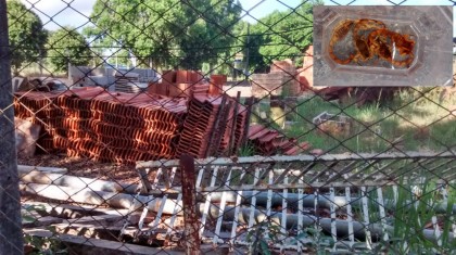 Detalhe da foto: escorpi�es encontrados na regi�o de �rea institucional (foto: internauta)