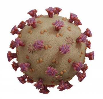 V�DEO: Rin�polis confirma primeiro caso de Covid-19