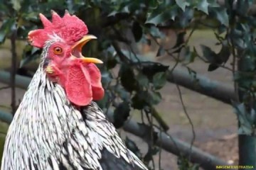 Dupla de Iacri � presa em Luc�lia com galos de briga