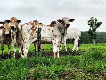 Motociclista morre ap�s atropelar vaca solta na pista em Andradina