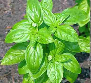 Papel que vira planta ganha mercado