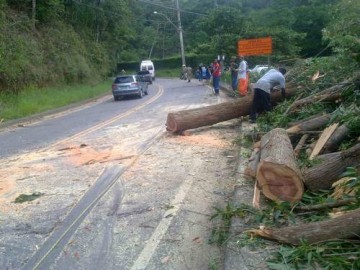 Caminh�o bate em �rvore ca�da na Rodovia SP-294