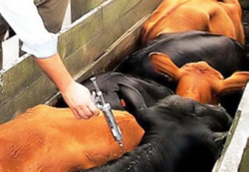 Come�a a primeira etapa de vacina��o contra a febre aftosa