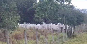 Pecuarista toma multas que somam mais de R$ 4 milh�es por pastoreio ilegal em �rea do Parque do Rio do Peixe