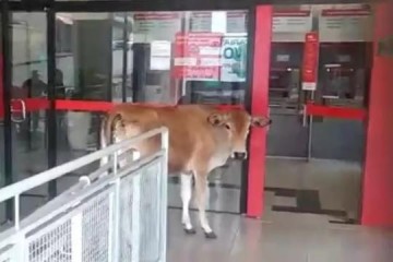 VDEO: Vdeo flagra vaca entrando em agncia bancria de Piraju