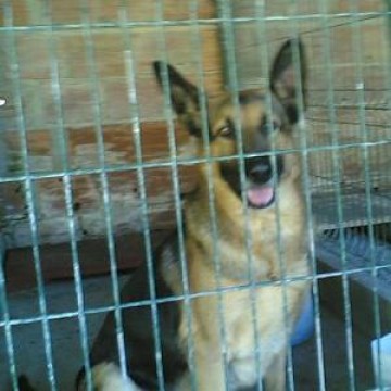 Furto no Canil Municipal