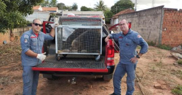 Corpo de Bombeiros resgata tamandu�-bandeira em Osvaldo Cruz