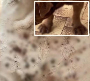 Morador � multado em R$ 6 mil por maus-tratos contra animais em Pen�polis