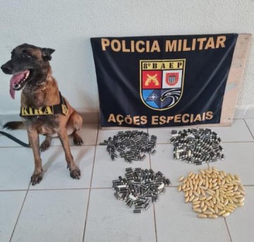 Cadela farejadora ajuda a prender 4 bolivianos que transportavam mais de 300 c�psulas de pasta base de coca�na no est�mago