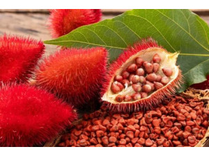 Conex�o Urucum: evento presencial re�ne produtores para fortalecer cultivo em Osvaldo Cruz na Venda Branca amanh�