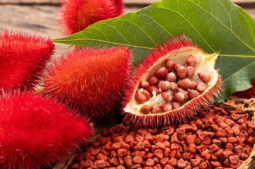 Conex�o Urucum: evento presencial re�ne produtores para fortalecer cultivo em Osvaldo Cruz na Venda Branca amanh�