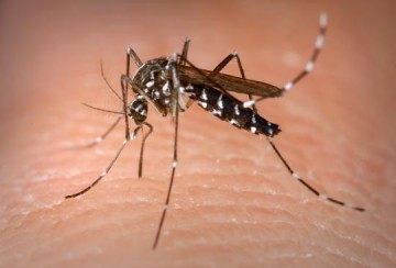 Casos de dengue chegam a 3.691 positivos em 2023