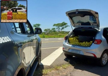Motorista tenta fugir de abordagem policial em rodovia, mas acaba preso com mais de 400kg de maconha em carro �dubl� em Pirapozinho