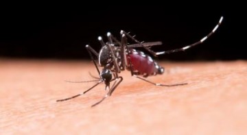 Tup� confirma 10 novos casos de chikungunya; total no ano chega a 15