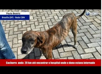 VDEO: Cachorro foge de casa e anda 20 km at encontrar o hospital onde o dono estava internado no DF