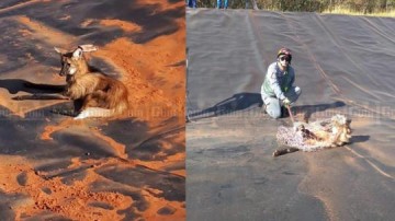 Lobo-guar� � capturado na manh� desta segunda-feira (26), em Parapu�