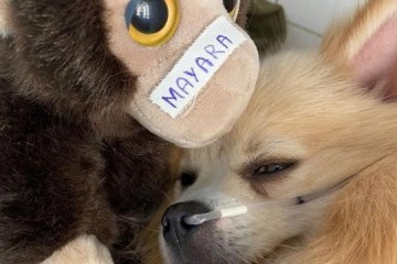 Sobe para 54 n�mero de mortes de c�es por suposta contamina��o de petiscos