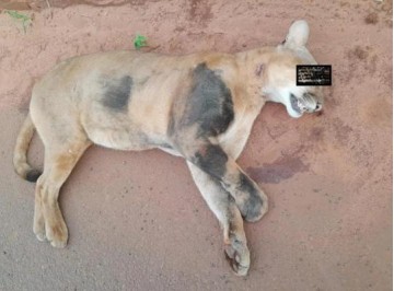 On�a-parda amea�ada de extin��o morre atropelada na Rodovia Rodolfo Ribeiro de Castro