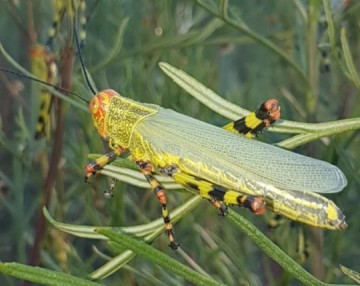 Argentina alerta para nova nuvem de gafanhotos pr�xima ao Brasil
