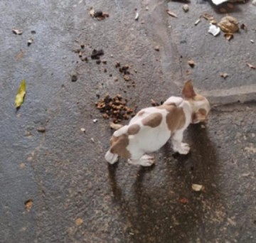 C�es em situa��o de maus-tratos s�o resgatados em Rio Preto; dono paga multa de R$ 15 mil