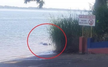 Corpo de homem com sinais de afogamento � encontrado boiando no Rio Paran�, em Paulic�ia