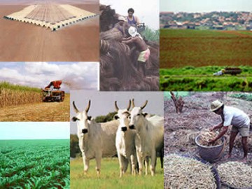 Agricultura: Estiagem no prejudicou culturas na regio de Tup