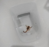 Morador denuncia aparecimento de escorpi�es e abandono de �reas p�blicas no Conjunto Beija-Flor