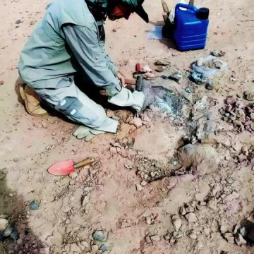 Novos f�sseis de dinossauro s�o encontrados na regi�o