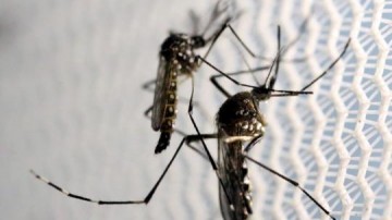 Osvaldo Cruz registra 04 novos casos de dengue nesta tera-feira, 14