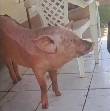 V�DEO: Porca em Terra Boa surpreende moradores ao latir como cachorro