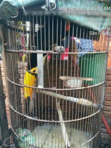 Pol�cia Militar Ambiental resgata tucano em cativeiro sem registro em resid�ncia na Vila Godoy, em Dracena
