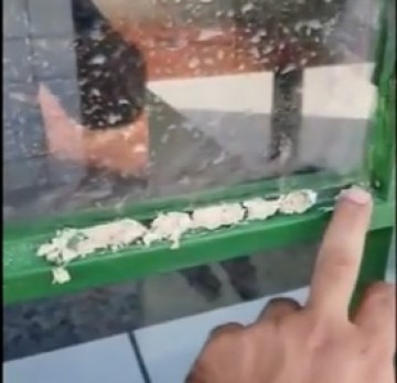 V�DEO: V�ndalos danificam barrac�o da Coleta Seletiva de Sagres