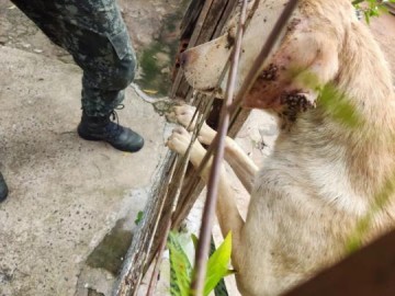 Polcia Ambiental resgata cachorra vtima de maus-tratos, em Presidente Prudente