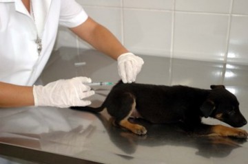 Campanha contra Raiva continua suspensa