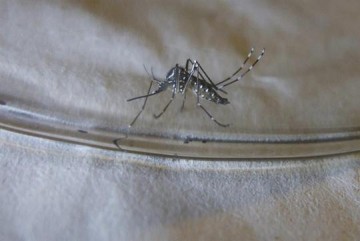 Dengue se alastra e j so 28 mortes suspeitas no interior paulista