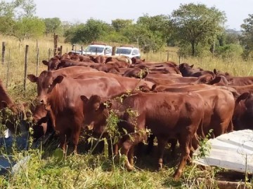 Polcia Civil encontra em assentamento na regio de Araatuba 46 cabeas de gado furtadas de fazenda em Marab Paulista