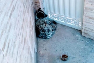 V�DEO: mulher mostra desespero de c�o por causa de fogos do Ano Novo em Osvaldo Cruz