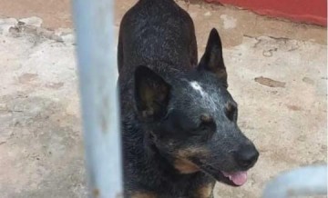 Vizinho furta cachorro avaliado em R$ 2 mil, muda de cidade com o animal e, depois de dois meses,  descoberto pela polcia