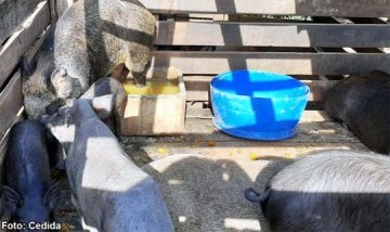 Pompeia: Pol�cia Ambiental multa criador de javaporcos em R$6,2 mil