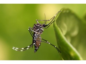 VDEO: Osvaldo Cruz tem risco de retomada da epidemia de dengue: ao comea pelo Bairro Vale do Sol