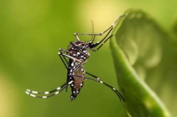 VDEO: Osvaldo Cruz tem risco de retomada da epidemia de dengue: ao comea pelo Bairro Vale do Sol