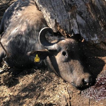ONG busca guarda definitiva de b�falas abandonadas em SP