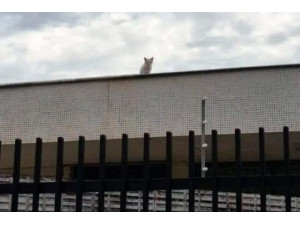 Gatinho fica quatro dias preso em telhado no centro de Ara�atuba