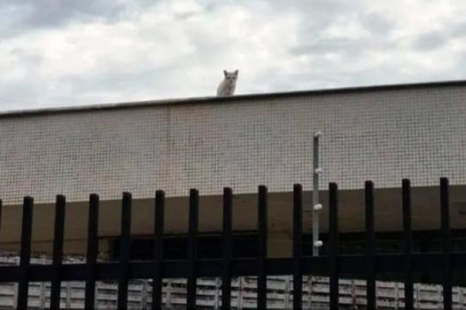 Gatinho fica quatro dias preso em telhado no centro de Ara�atuba