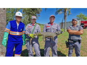 V�DEO: Jacar� � capturado em esta��o de tratamento e devolvido � natureza em Salmour�o