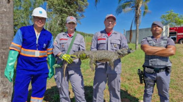 V�DEO: Jacar� � capturado em esta��o de tratamento e devolvido � natureza em Salmour�o