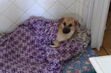 V�DEO: Vira-lata ganha a web em v�deo de destrui��o do quarto da dona: 'Adotei cachorro e cresceu dinossauro'