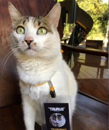 Gato de academia d� 'voadora' em cachorro para salvar gata de ataque em Ara�atuba