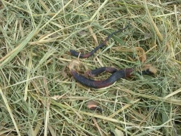 Moradora do Conjunto Beija-Flor reclama de sujeira e aparecimento de cobra e outros animais