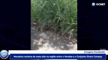 V�DEO: Moradora reclama de mato alto na regi�o entre o Veredas e o Conjunto �lvaro Campoy